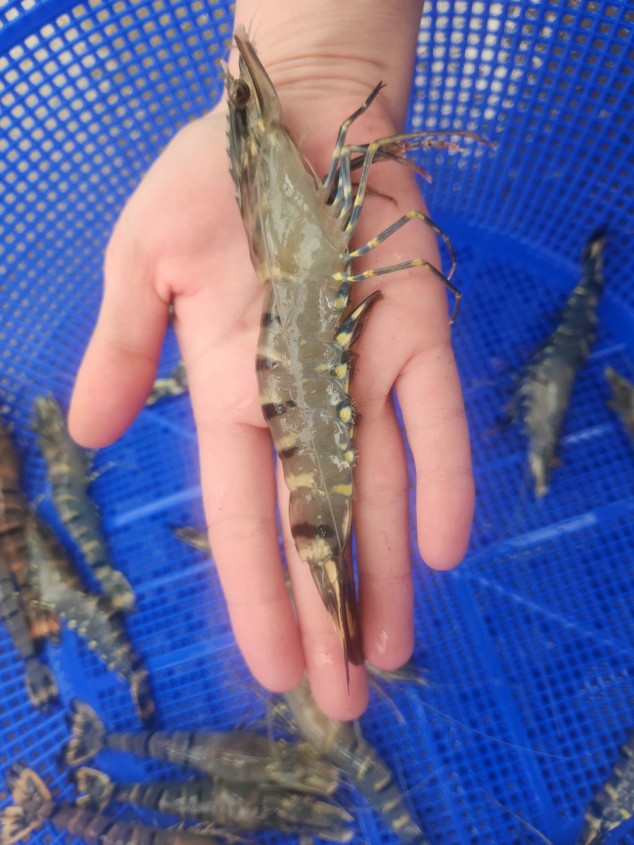 Fresh AraShrimp size and quality inspection