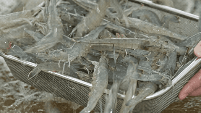 AraShrimp harvest lifted directly from sustainable farm ponds