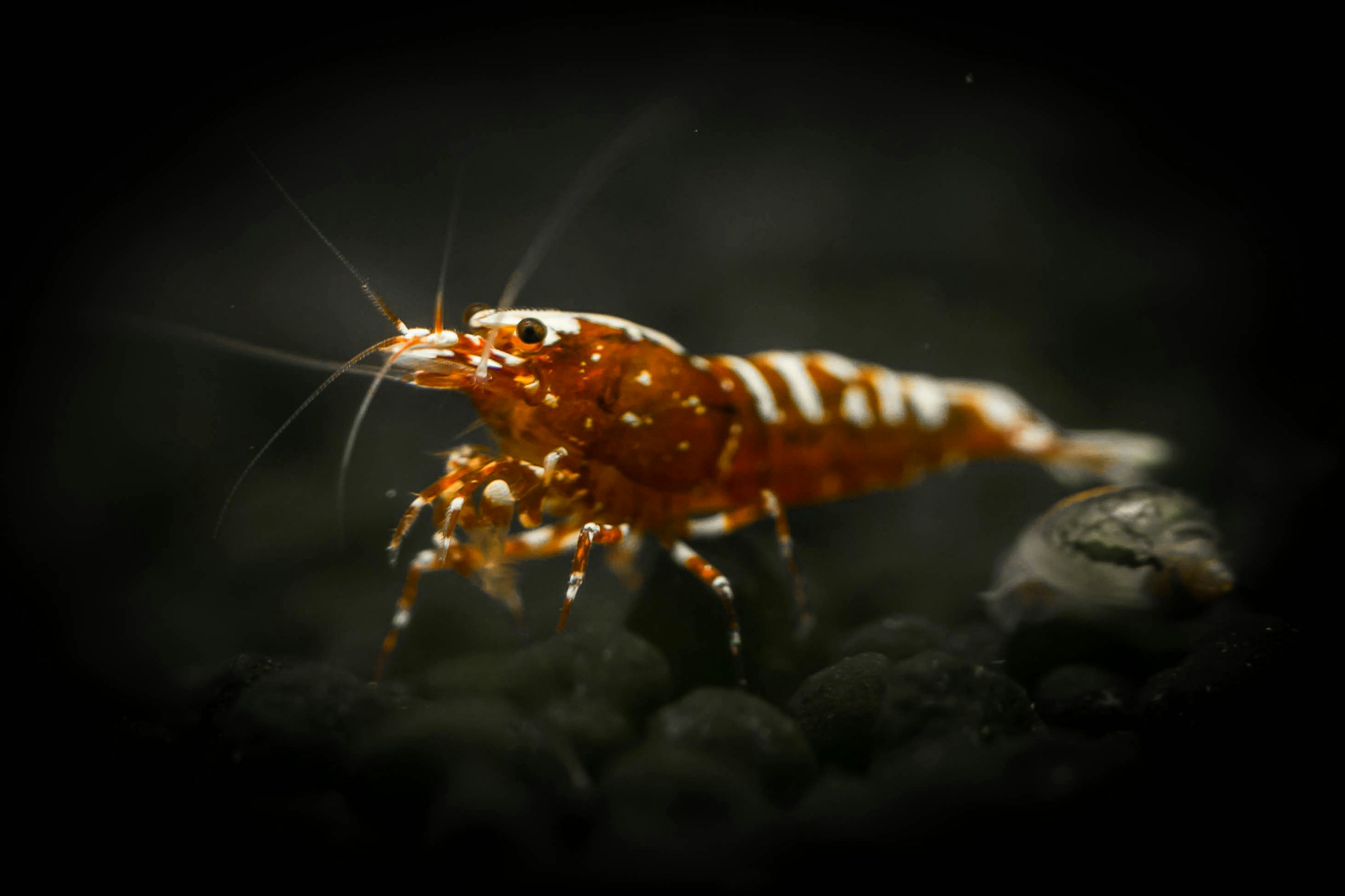 AraShrimp Brand Image 1